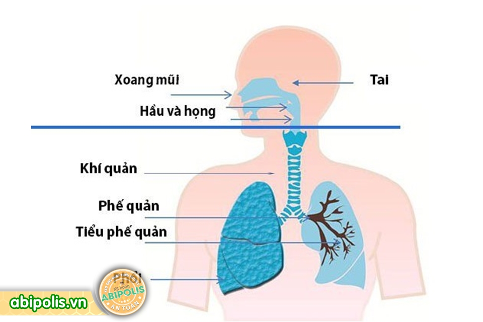 Tìm hiểu về đường hô hấp trên và bệnh viêm đường hô hấp trên